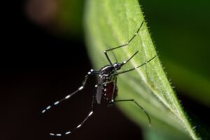mosquito del Nilo